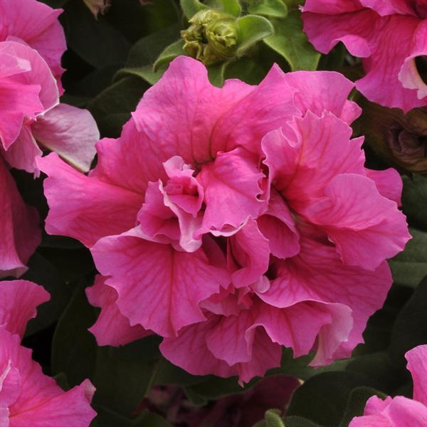 Double Cascade Pink Double Petunia - Bloom