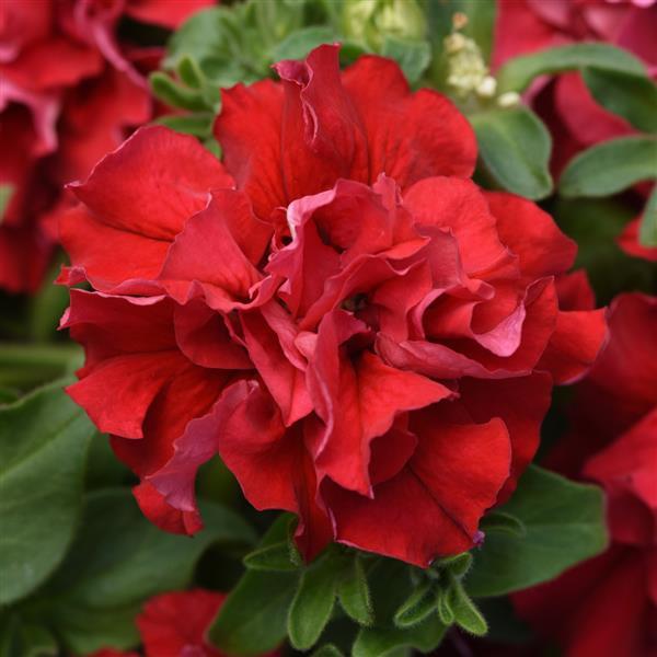 Double Cascade Valentine Double Petunia - Bloom
