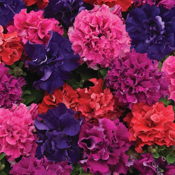 Double Cascade Bold Mixture Double Petunia - Bloom