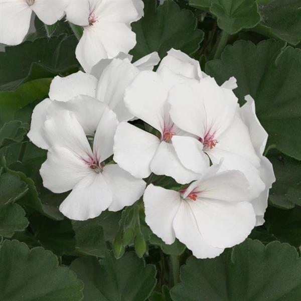 Marcada™ White Interspecific Geranium - Bloom
