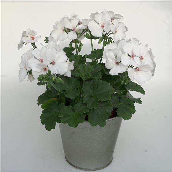 Marcada™ White Interspecific Geranium - Container