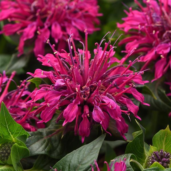 Monarda didyma BeeMine™ Purple - Bloom