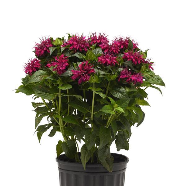 Monarda didyma BeeMine™ Purple - Container