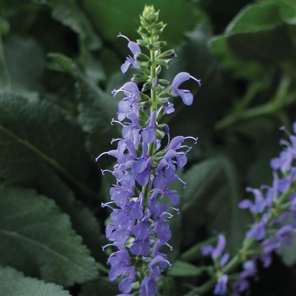 Salvia nemorosa Blue Hill - Bloom