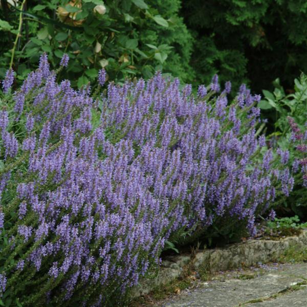 Salvia nemorosa Blue Hill - Landscape