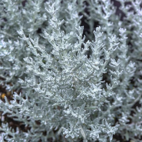Silver Stitch 26 Helichrysum - Bloom