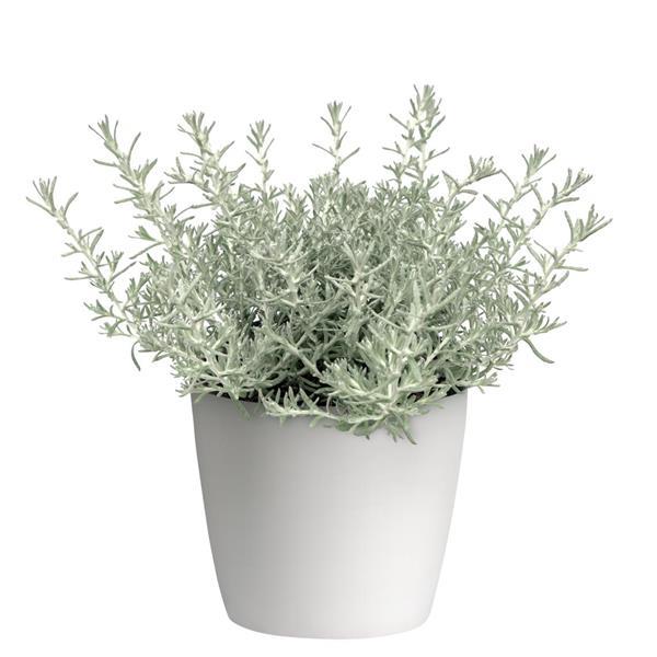 Silver Stitch 26 Helichrysum - Container