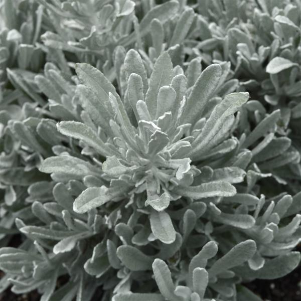 Silver Yarns Helichrysum - Bloom