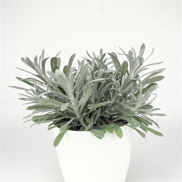 Silver Yarns Helichrysum - Container