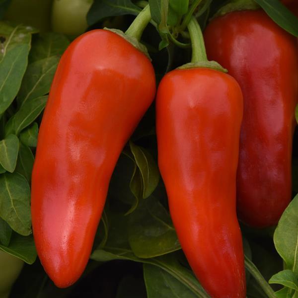 Peppers from Heaven Red Pepper - Bloom