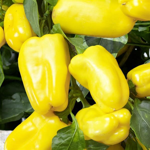 Peppers from Heaven Yellow Pepper - Bloom
