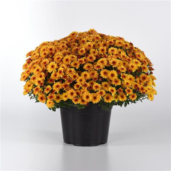 Cyclone Golden Yellow Garden Mum
