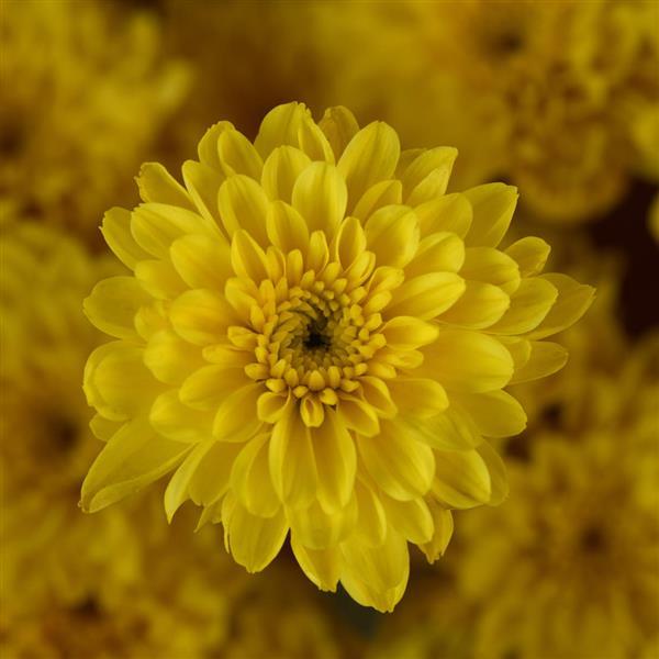 Cyclone Yellow Garden Mum