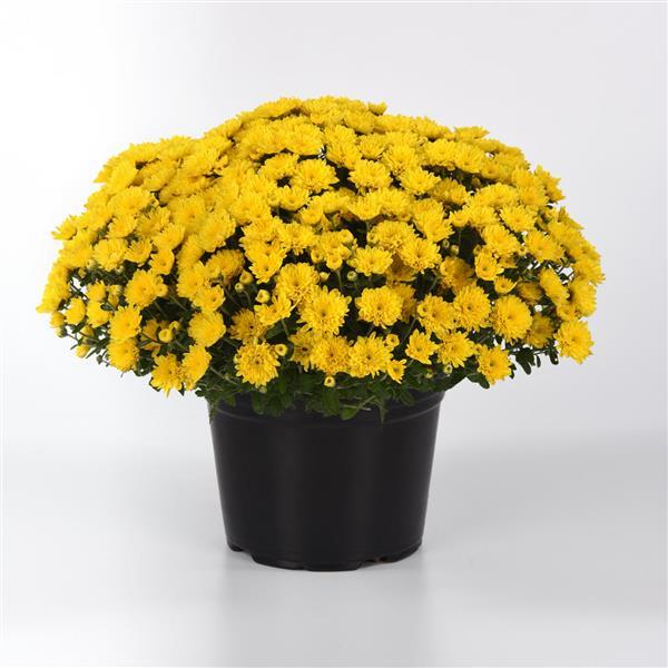 Cyclone Yellow Garden Mum