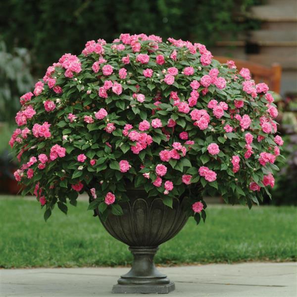 Fiesta™ Stardust Pink Double Impatiens