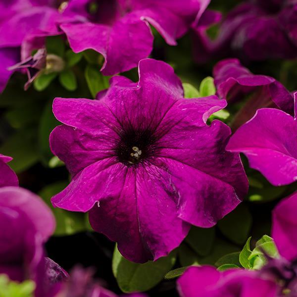 Limbo GP Deep Purple Petunia