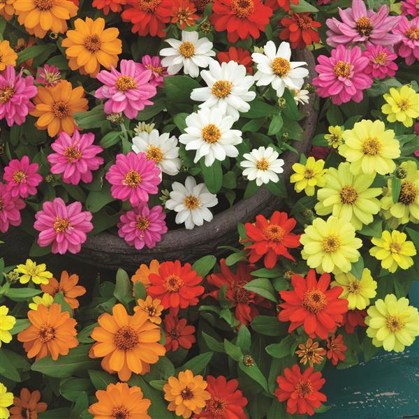 Belize Double Mix Zinnia - Bloom