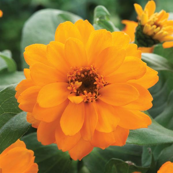 Belize Double Orange Zinnia - Bloom
