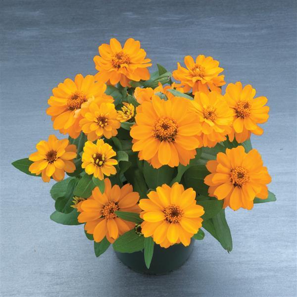 Belize Double Orange Zinnia - Container