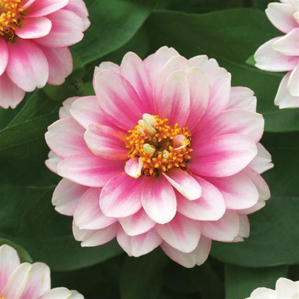 Belize Double Pink Bicolor Zinnia - Bloom