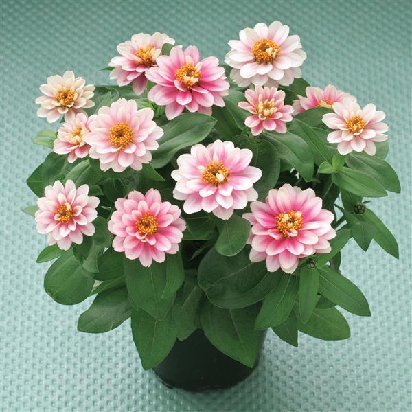 Belize Double Pink Bicolor Zinnia - Container