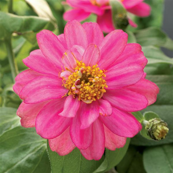 Belize Double Rose Zinnia - Bloom