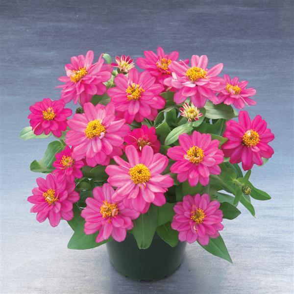 Belize Double Rose Zinnia - Container