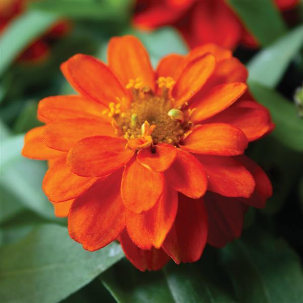 Belize Double Scarlet Zinnia - Bloom