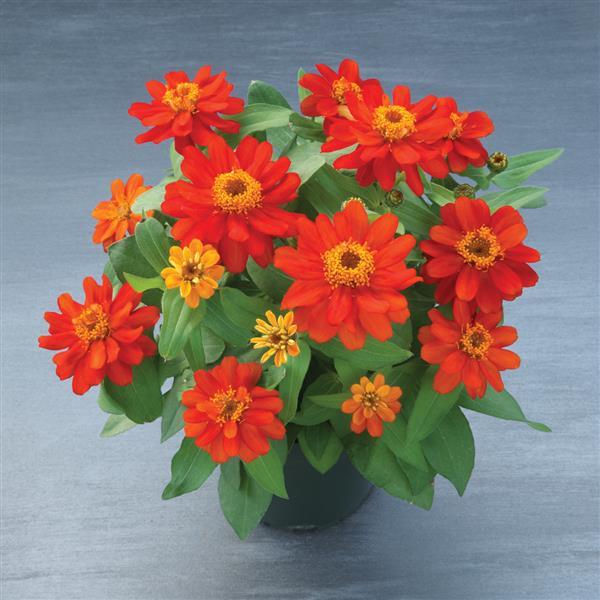 Belize Double Scarlet Zinnia - Container