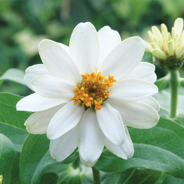 Belize Double White Zinnia - Bloom