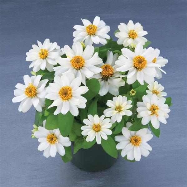 Belize Double White Zinnia - Container