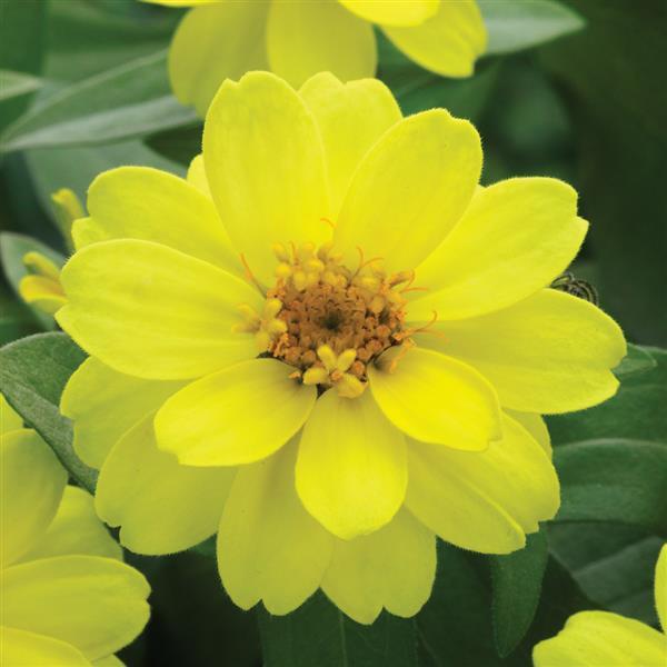 Belize Double Yellow Zinnia - Bloom