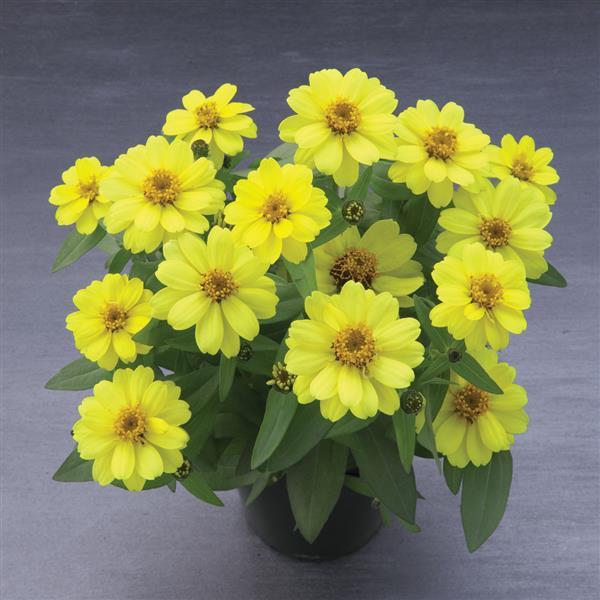 Belize Double Yellow Zinnia - Container