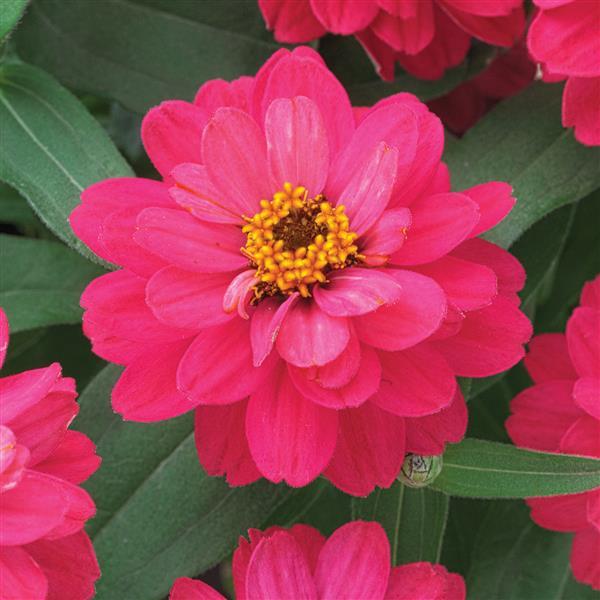 Belize Double Bright Rose Zinnia - Bloom