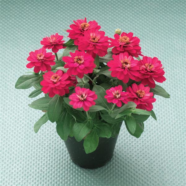 Belize Double Bright Rose Zinnia - Container