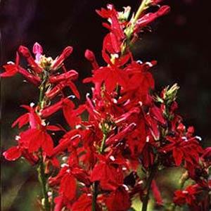Lobelia species Fan Burgundy - Bloom