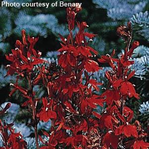 Lobelia species Fan Scarlet - Bloom