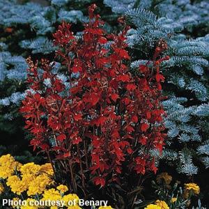 Lobelia species Fan Scarlet - Garden