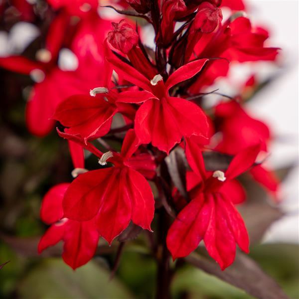 Lobelia species Fan Scarlet Compact - Bloom