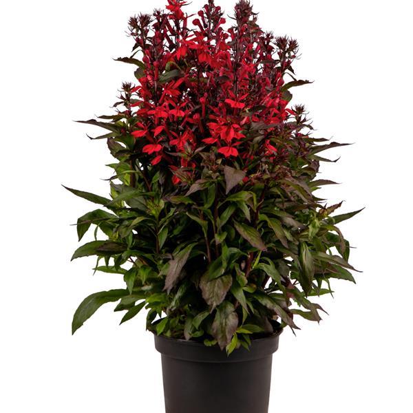Lobelia species Fan Scarlet Compact - Container