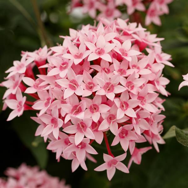 Beehive Pink Bicolor Pentas