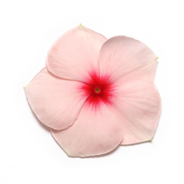 Pacifica XP Apricot Vinca - Bloom
