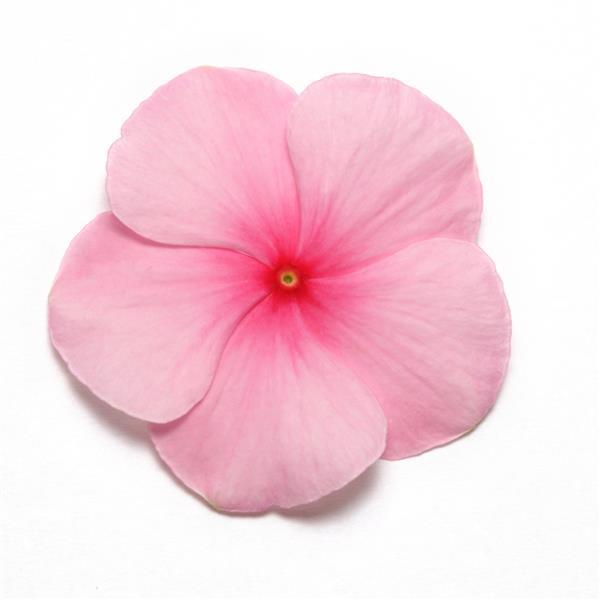 Pacifica XP Blush Vinca - Bloom