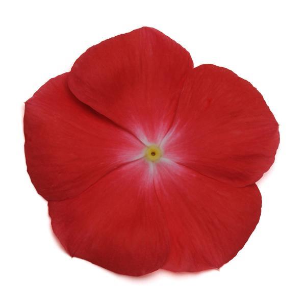 Pacifica XP Orange Vinca - Bloom