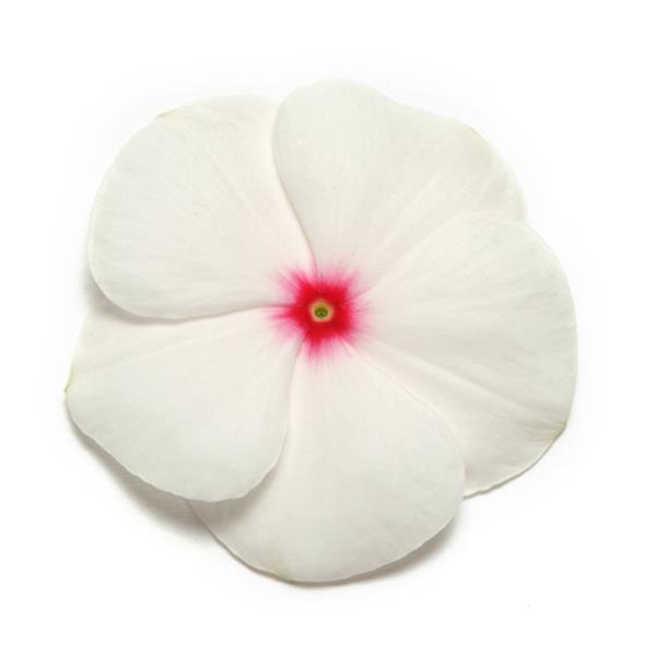 Pacifica XP Polka Dot Vinca - Bloom