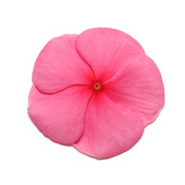 Pacifica XP Punch Vinca - Bloom