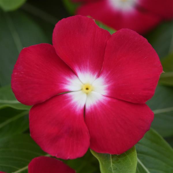 Pacifica XP Red Halo Vinca - Bloom
