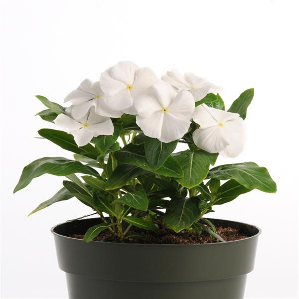 Pacifica XP White Vinca - Container