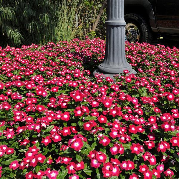Pacifica XP Burgundy Halo Vinca - Commercial Landscape 1