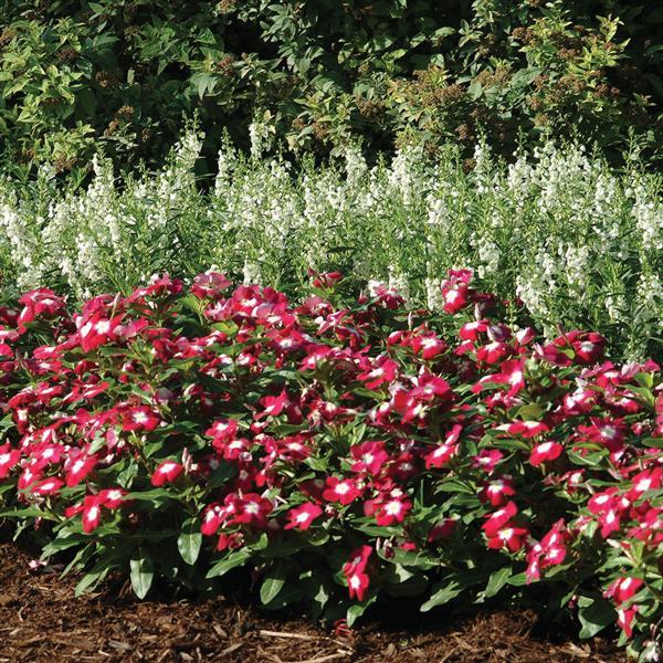 Pacifica XP Burgundy Halo Vinca - Landscape